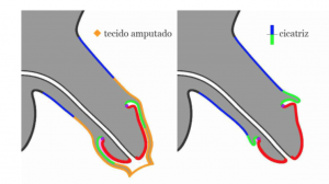 Postectomia alta e folgada